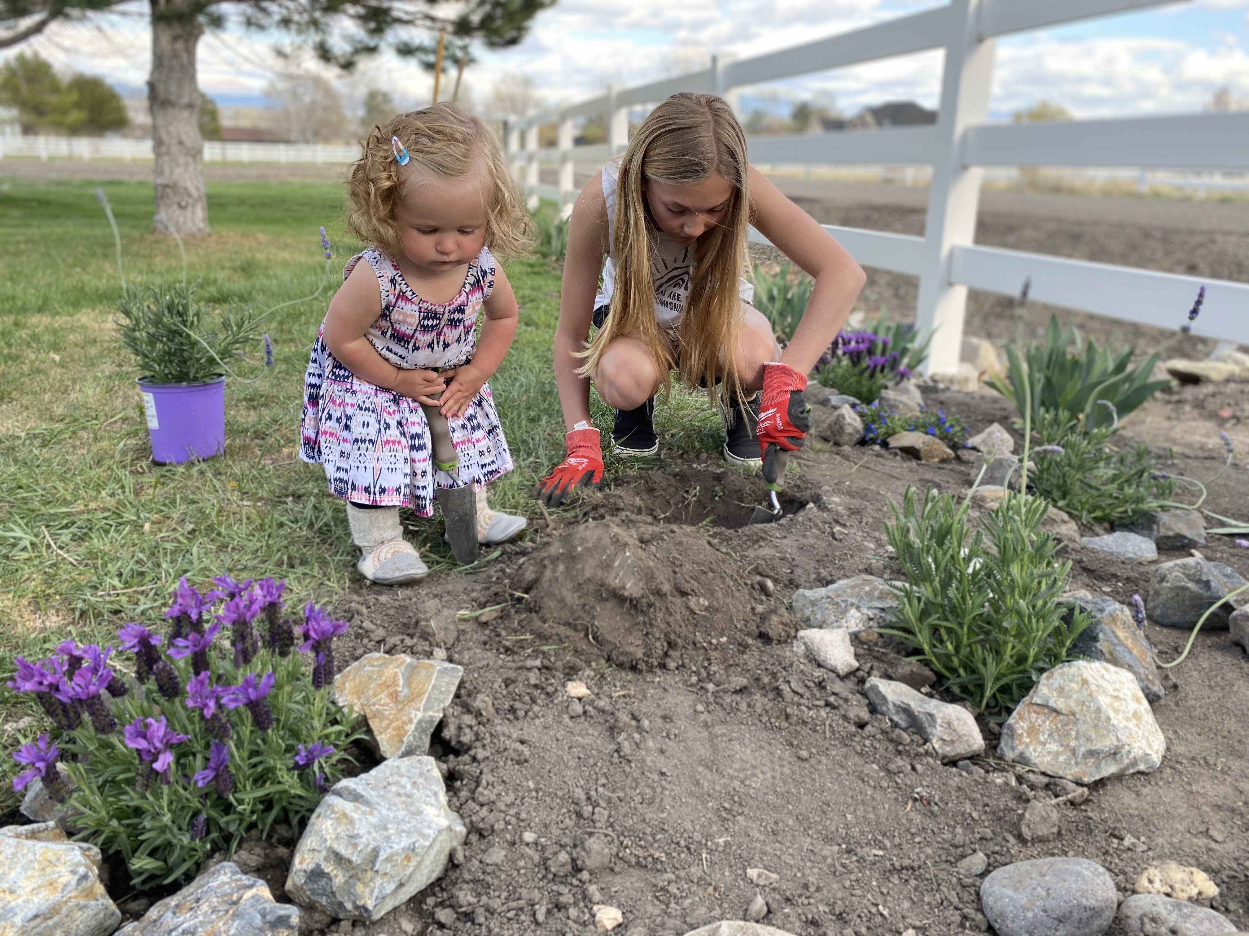 Two sisters gardening together beside purple flowers and a white fence