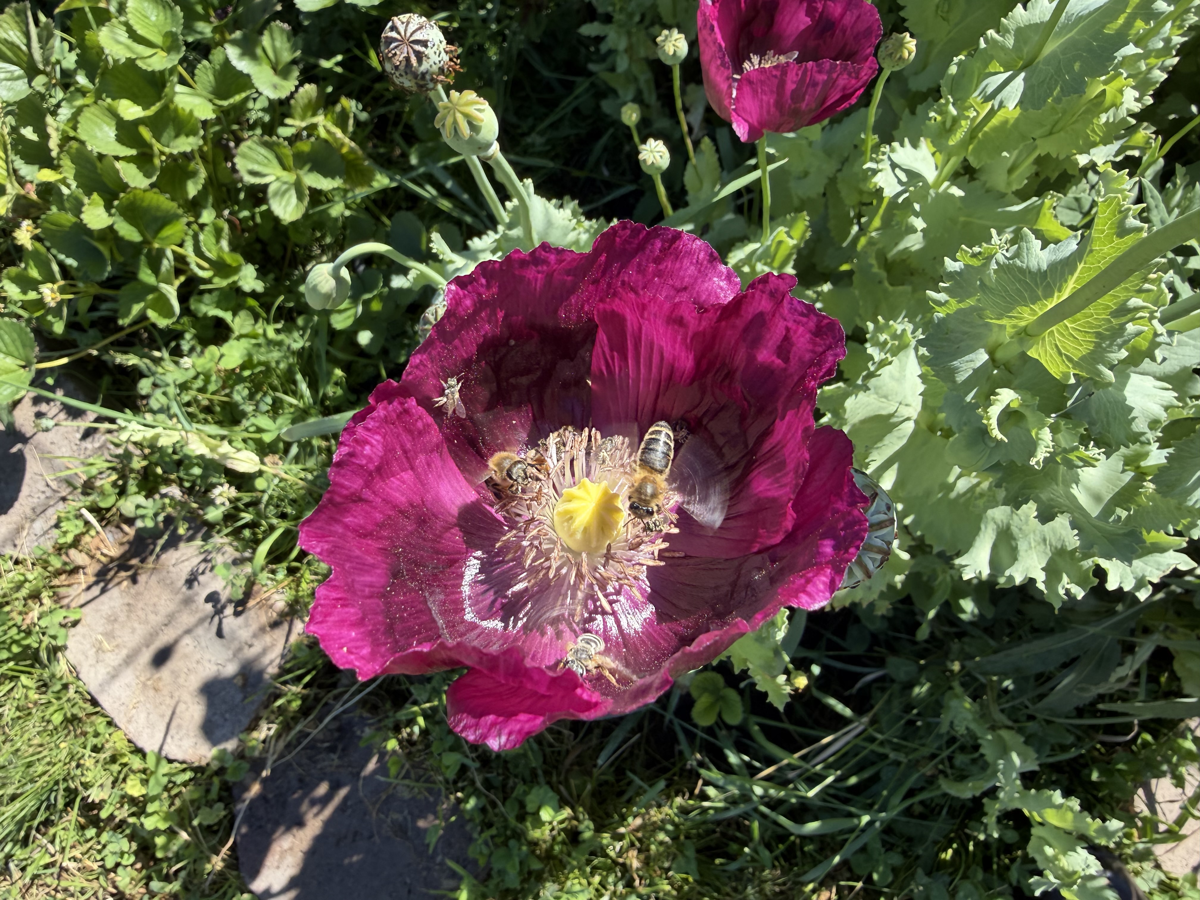 A magenta poppy blooming with bees in the garden