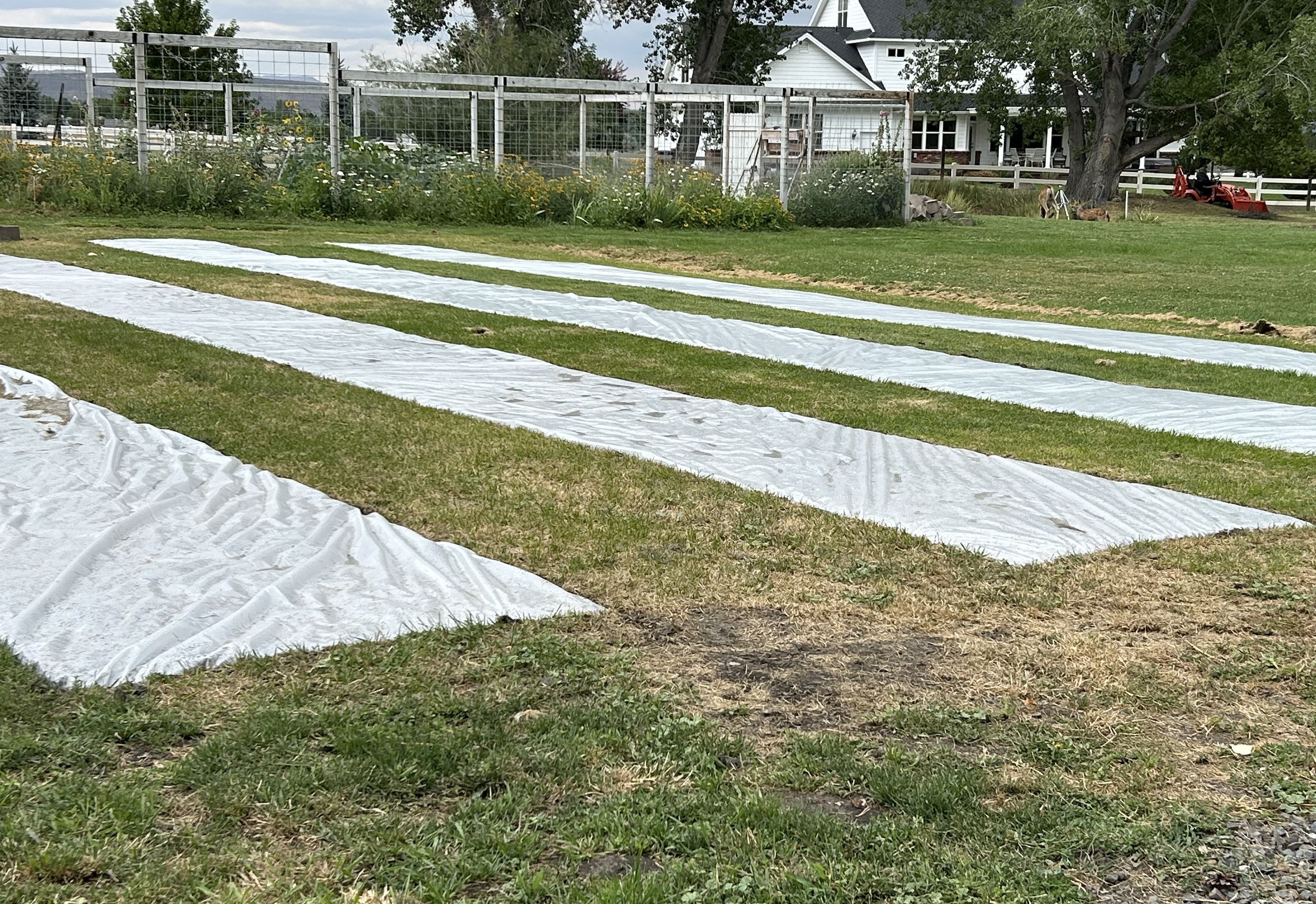 Covered garden rows stretching toward a fenced flower garden