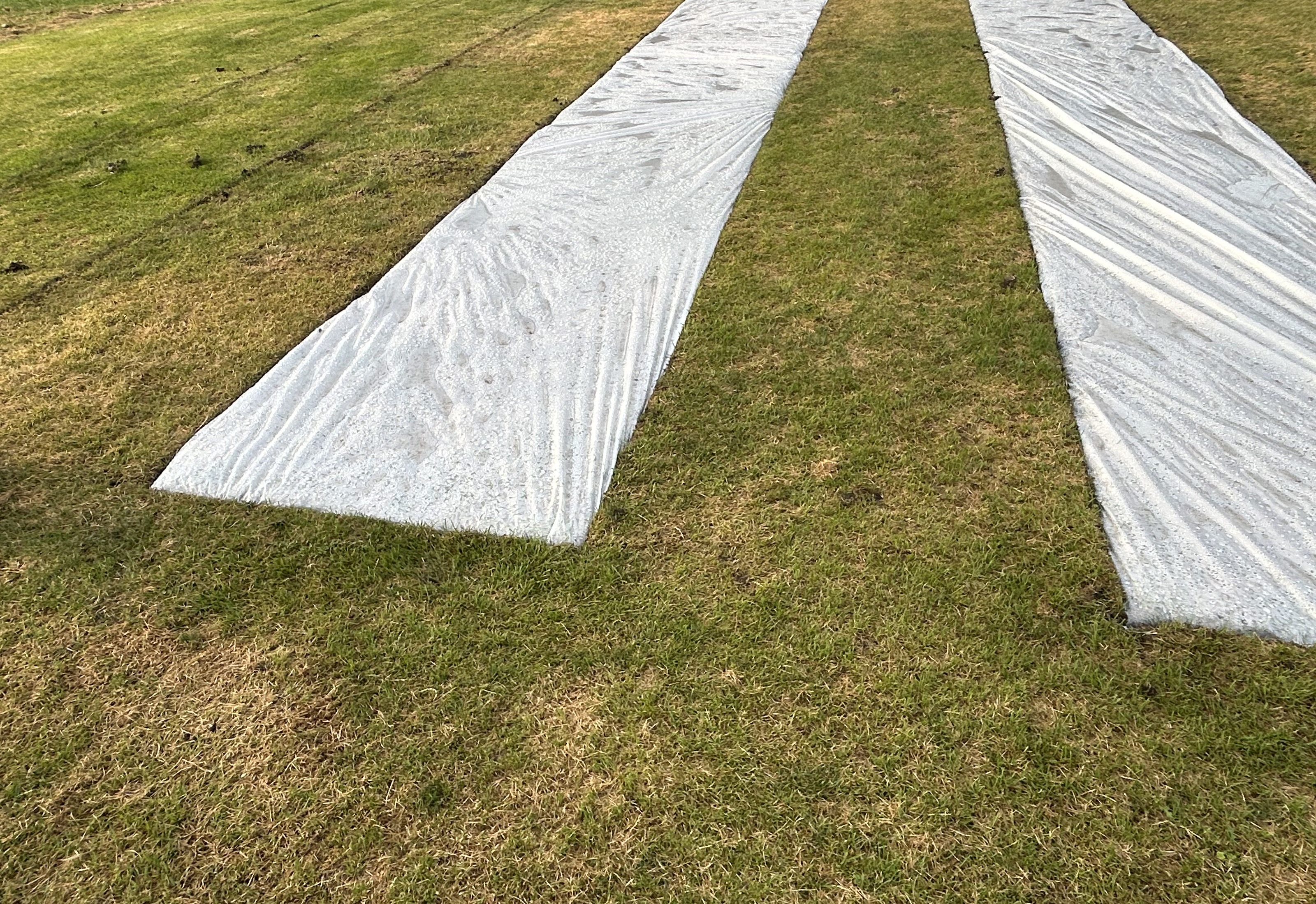 Two long covered rows viewed from the opposite end of the field