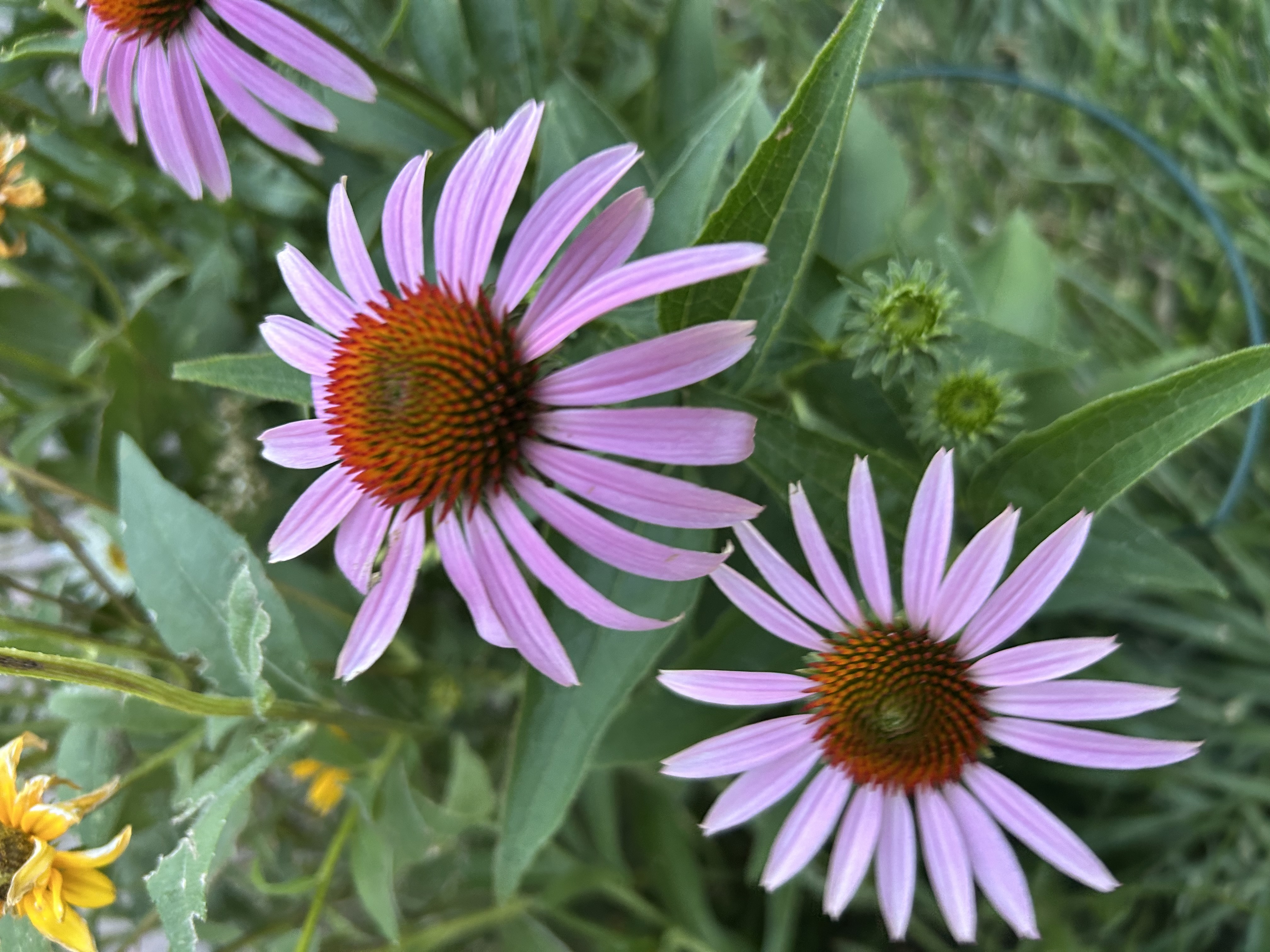 Purple coneflowers blooming among green foliage