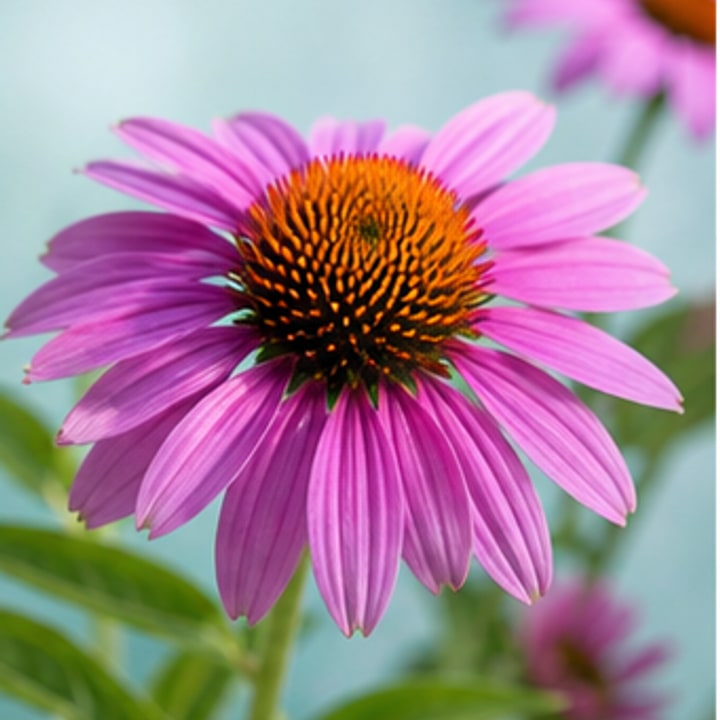 Purple echinacea coneflower in bloom