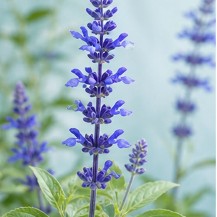 Blue salvia flowers in bloom