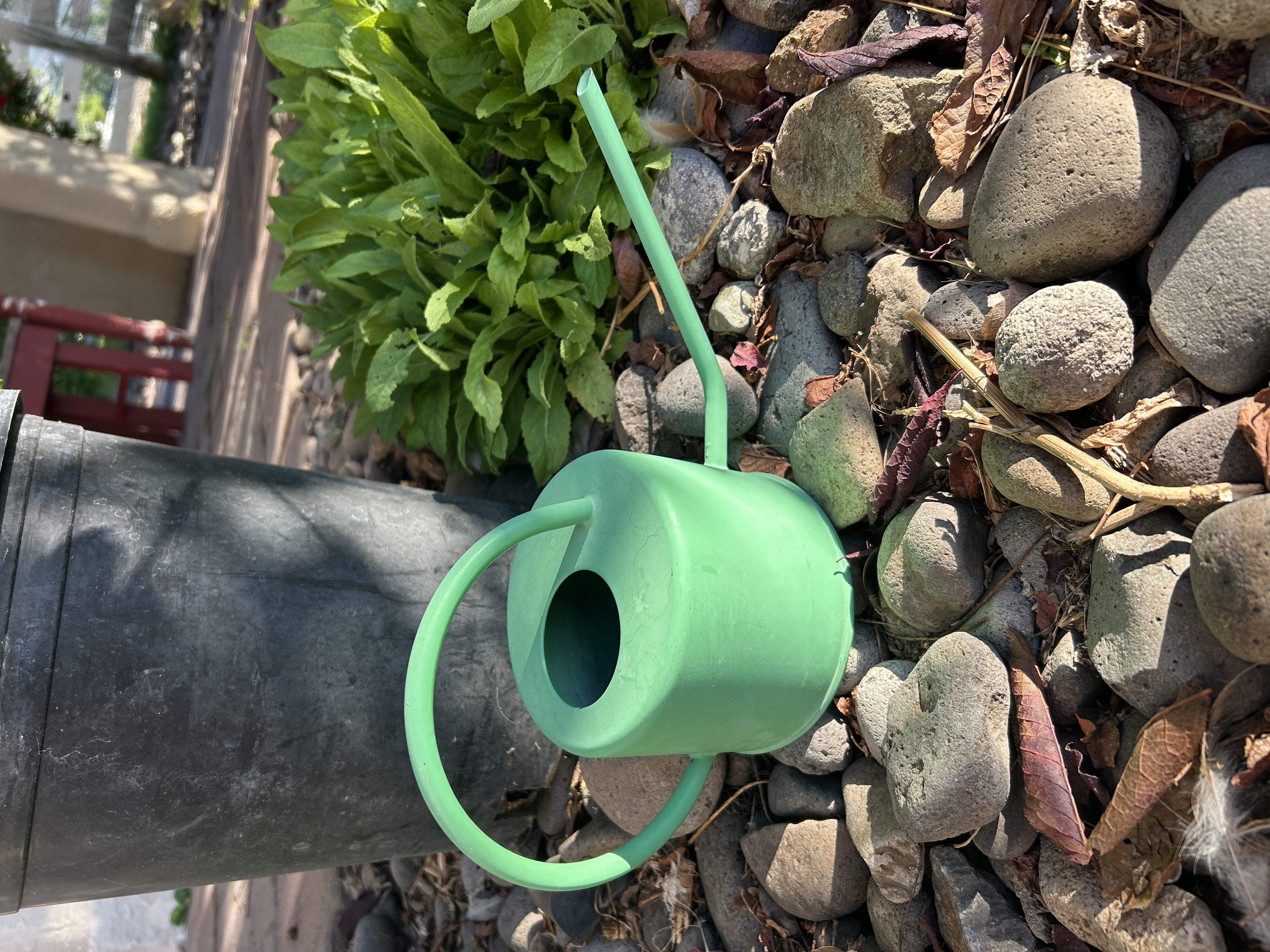 Green watering can beside garden plants and river stones